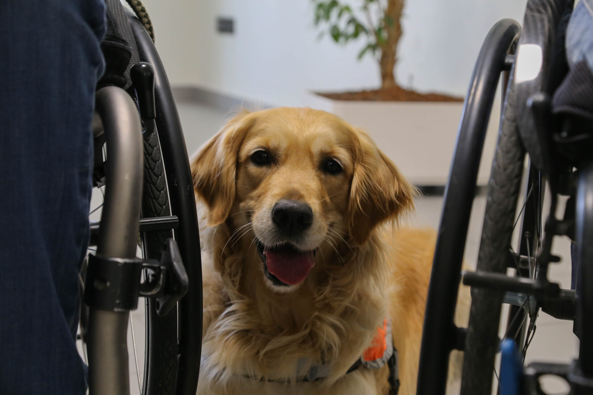 1.foto pet therapy (35)